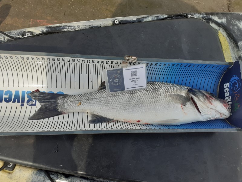 Fish Measure Picture